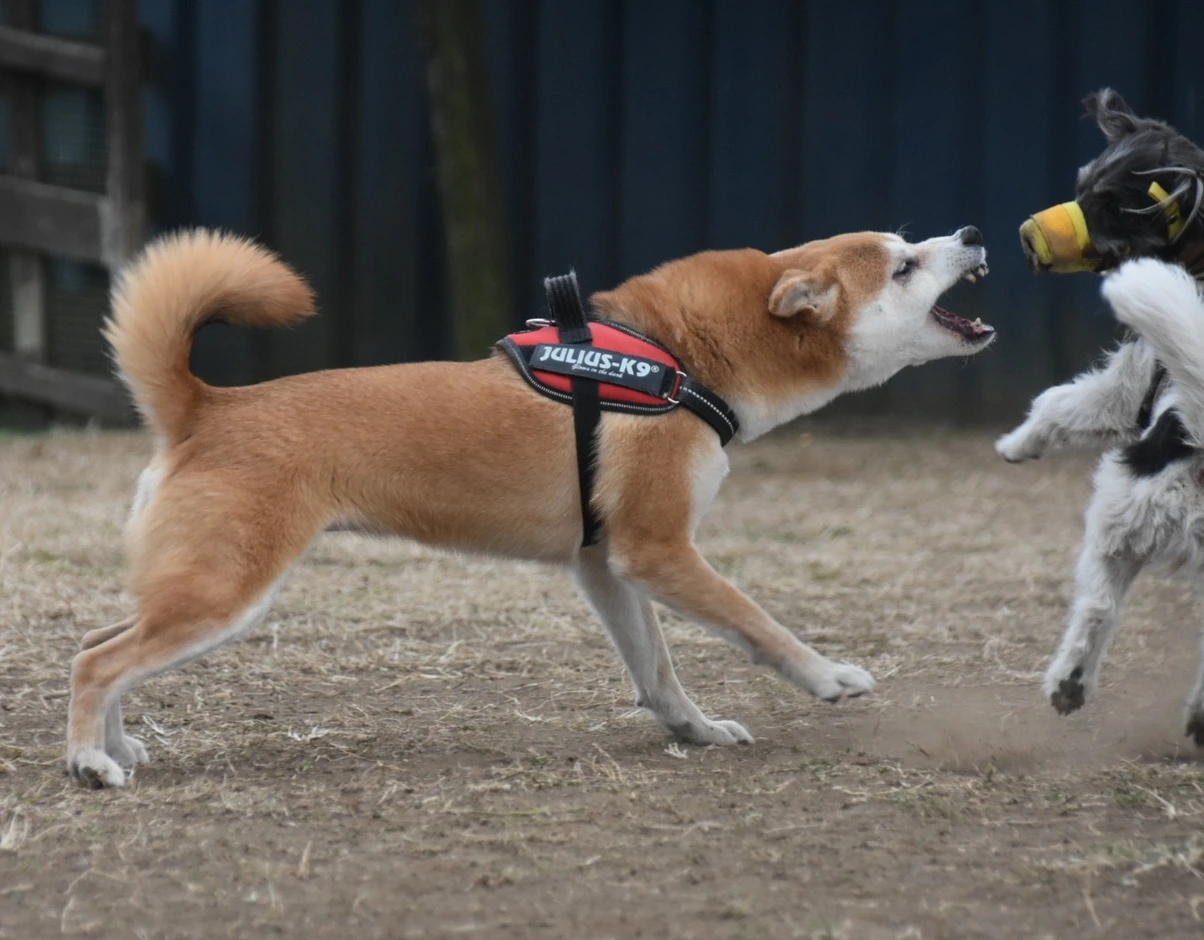 Strict Conflict Resolution